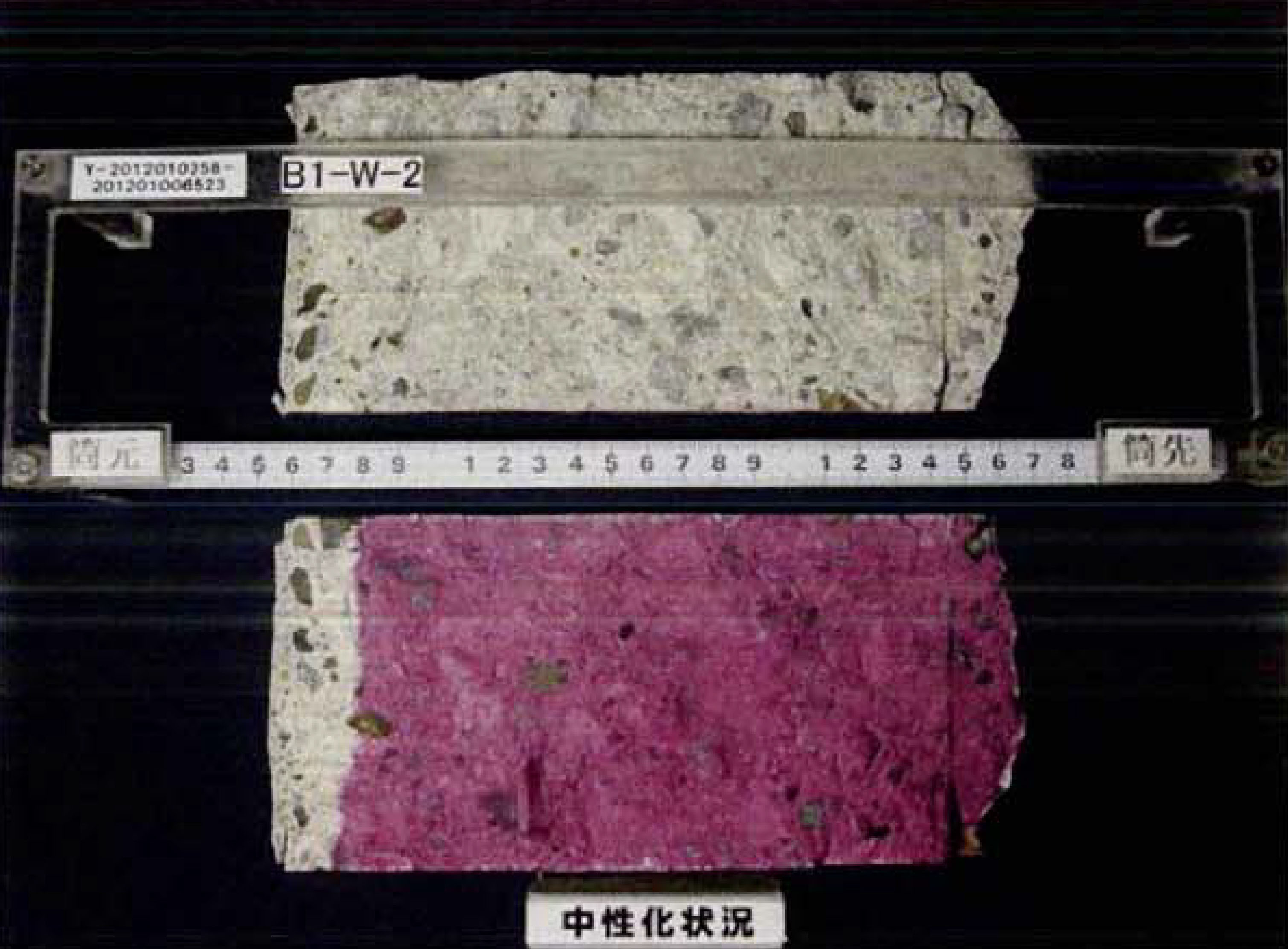 フェノールフタレイン溶液を用いた、コンクリートの中性化試験の写真